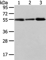 XKRX Antibody in Western Blot (WB)