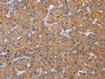 ZFAND2A Antibody in Immunohistochemistry (Paraffin) (IHC (P))