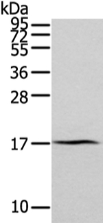ZFAND2A Antibody in Western Blot (WB)