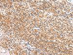 Apelin Polyclonal Antibody