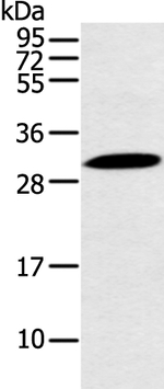 YRDC Antibody in Western Blot (WB)