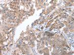 COX7C Polyclonal Antibody