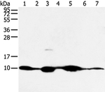 COX7C Antibody in Western Blot (WB)
