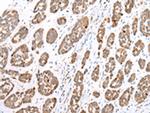 Glypican 1 Polyclonal Antibody