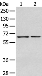 Glypican 1 Antibody in Western Blot (WB)