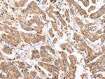 COX7A2L Antibody in Immunohistochemistry (Paraffin) (IHC (P))