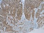 NDUFB2 Antibody in Immunohistochemistry (Paraffin) (IHC (P))