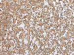 PEG3 Antibody in Immunohistochemistry (Paraffin) (IHC (P))