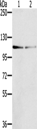 RIPK5 Antibody in Western Blot (WB)