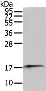 SNX12 Polyclonal Antibody
