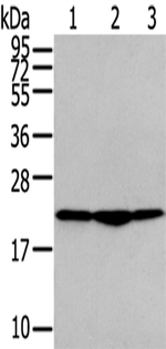 TMED2 Antibody in Western Blot (WB)