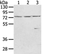 WRAP53 Antibody in Western Blot (WB)
