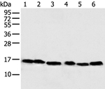 NDUFB6 Antibody in Western Blot (WB)