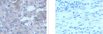 RPL35A Antibody in Immunohistochemistry (Paraffin) (IHC (P))