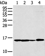 RPS15A Antibody in Western Blot (WB)