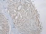 SLC35E2 Antibody in Immunohistochemistry (Paraffin) (IHC (P))