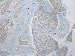 ZNRD1 Polyclonal Antibody