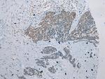 ZNRD1 Antibody in Immunohistochemistry (Paraffin) (IHC (P))