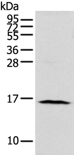 NUDT10 Antibody in Western Blot (WB)