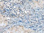 COMMD10 Antibody in Immunohistochemistry (Paraffin) (IHC (P))