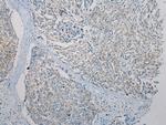 FOXN2 Antibody in Immunohistochemistry (Paraffin) (IHC (P))