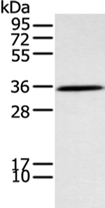 NEK7 Antibody in Western Blot (WB)