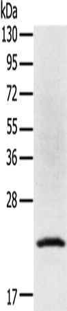 TP53I11 Antibody in Western Blot (WB)