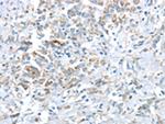 VWCE Antibody in Immunohistochemistry (Paraffin) (IHC (P))