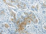 WNT8B Polyclonal Antibody