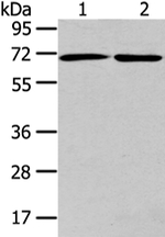 ARFGAP2 Antibody in Western Blot (WB)