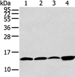CLDND2 Antibody in Western Blot (WB)