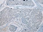 GDF10 Antibody in Immunohistochemistry (Paraffin) (IHC (P))