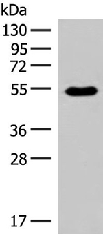 HTR2A Antibody in Western Blot (WB)