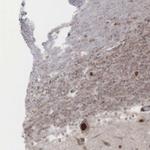 GPRASP1 Polyclonal Antibody