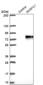 MUM1L1 Antibody in Western Blot (WB)
