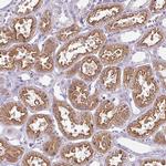 CHRDL1 Antibody in Immunohistochemistry (Paraffin) (IHC (P))