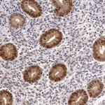 FAM122B Antibody in Immunohistochemistry (Paraffin) (IHC (P))