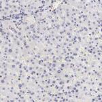 FAM122B Antibody in Immunohistochemistry (IHC)