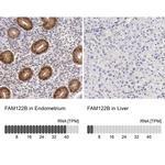 FAM122B Antibody