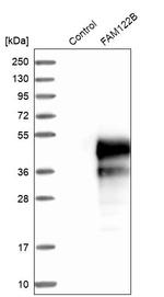 FAM122B Antibody in Western Blot (WB)
