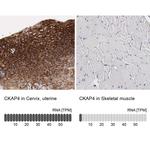 CKAP4 Antibody