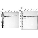 CKAP4 Antibody in Western Blot (WB)