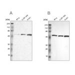 GPKOW Antibody in Western Blot (WB)