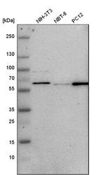 GPKOW Antibody in Western Blot (WB)
