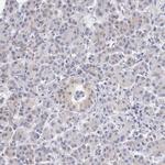 TXLNG Antibody in Immunohistochemistry (IHC)