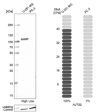 AUTS2 Antibody in Western Blot (WB)