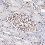 KIAA2022 Antibody in Immunohistochemistry (Paraffin) (IHC (P))