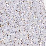 KIAA2022 Antibody in Immunohistochemistry (Paraffin) (IHC (P))