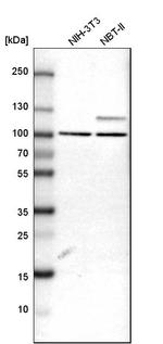 ARHGAP12 Antibody in Western Blot (WB)