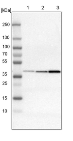 IDH3G Antibody in Western Blot (WB)
